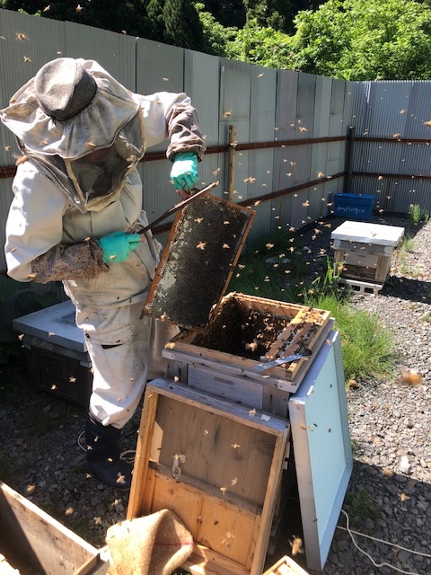 2019年最後の採蜜。ミツバチをそっと払います。みつばちの詩工房養蜂部